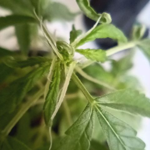 Vira Lata growlog photo: Primeiro indício de FLORAÇÃO!!!