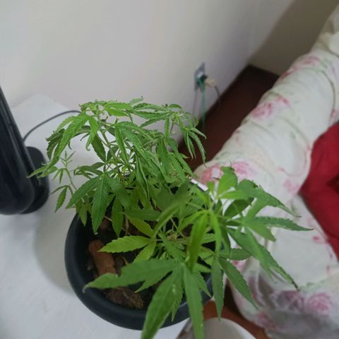 Vira Lata growlog photo: Primeiro indício de FLORAÇÃO!!!