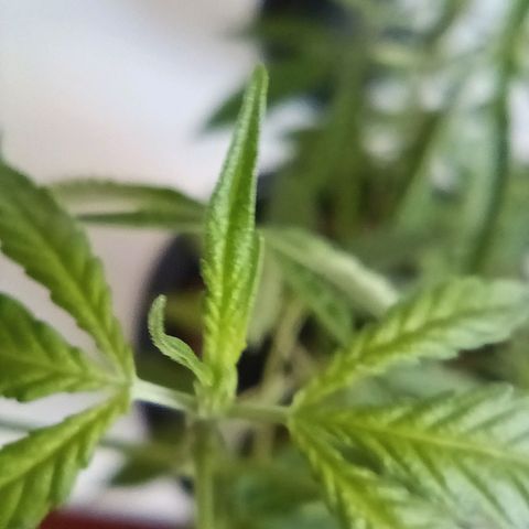 Vira Lata growlog photo: Primeiro indício de FLORAÇÃO!!!
