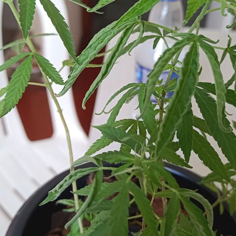 Vira Lata growlog photo: Primeiro indício de FLORAÇÃO!!!