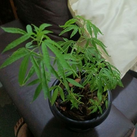 Vira Lata growlog timeline photo