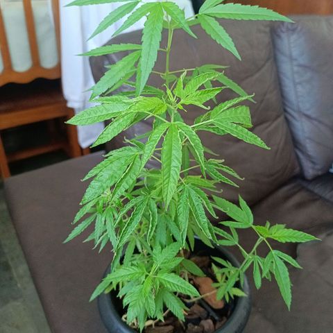 Vira Lata growlog timeline photo