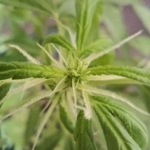 Vira Lata growlog timeline photo
