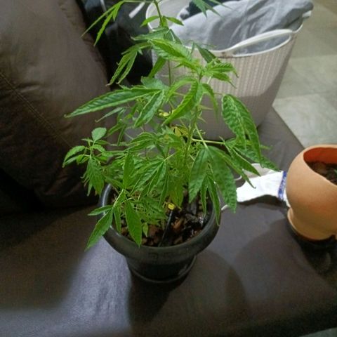 Vira Lata growlog timeline photo
