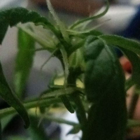 Vira Lata growlog timeline photo