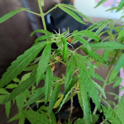 Vira Lata growlog timeline photo
