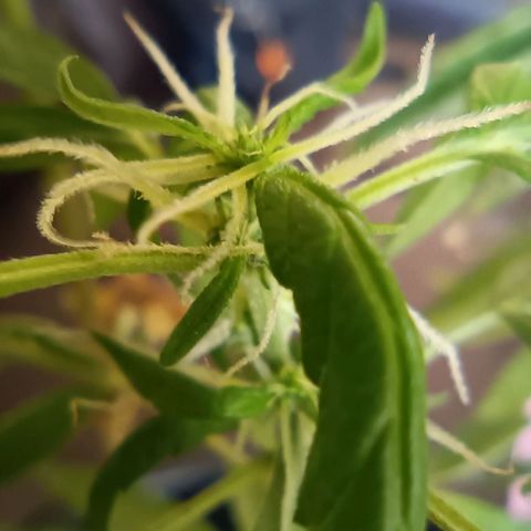 Vira Lata growlog timeline photo