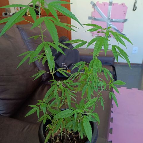 Vira Lata growlog timeline photo