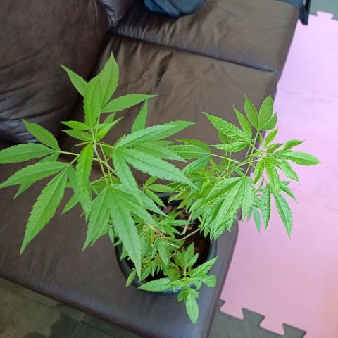 Vira Lata growlog timeline photo