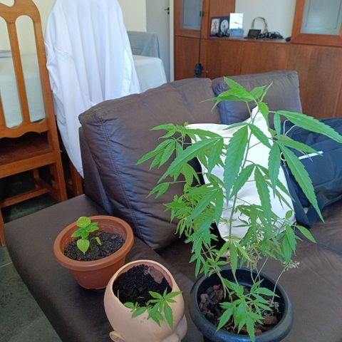 Vira Lata growlog timeline photo