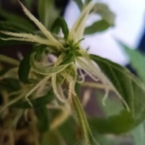 Vira Lata growlog timeline photo