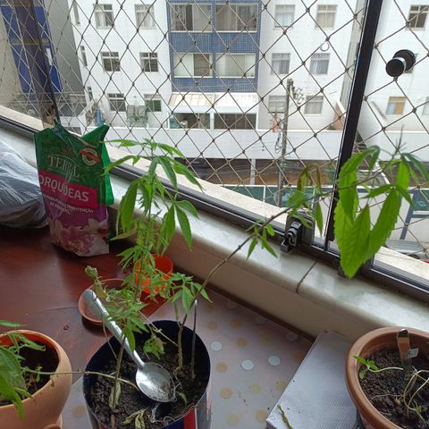 Vira Lata growlog timeline photo
