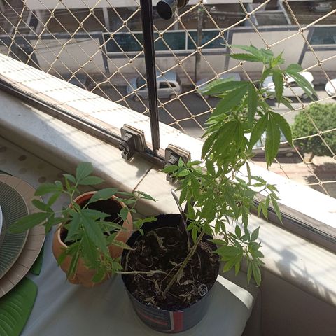 Vira Lata growlog timeline photo