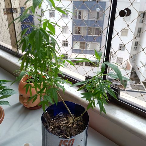 Vira Lata growlog timeline photo