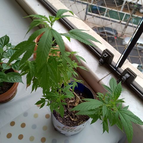 Vira Lata growlog timeline photo