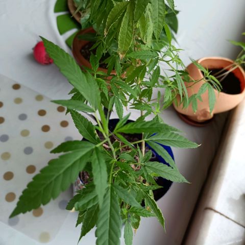 Vira Lata growlog timeline photo