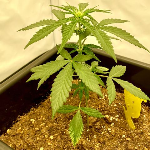 Turing growlog timeline photo