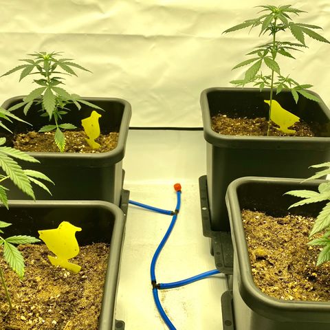 Turing growlog timeline photo
