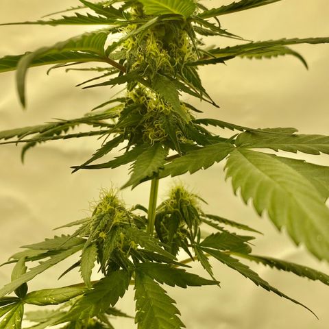 Turing growlog photo: Never grow during heat waves 😅