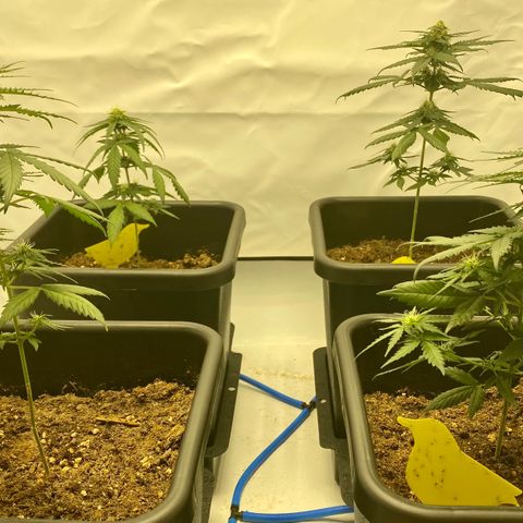 Turing growlog photo: Never grow during heat waves 😅