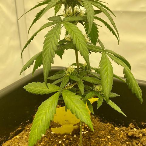 Turing growlog photo: Never grow during heat waves 😅