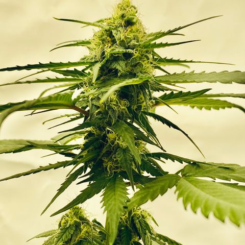 Turing growlog timeline photo