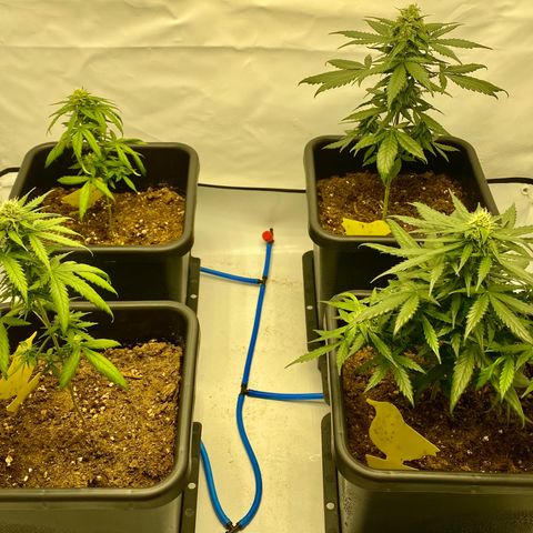 Turing growlog photo: The ugly one and the better ones 🙂