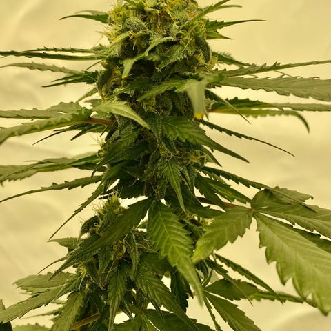 Turing growlog photo: The ugly one and the better ones 🙂