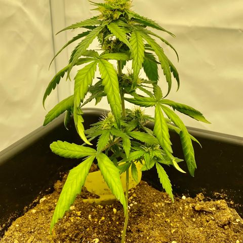 Turing growlog photo: The ugly one and the better ones 🙂