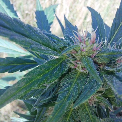 AutoBlackberry Kush growlog timeline photo