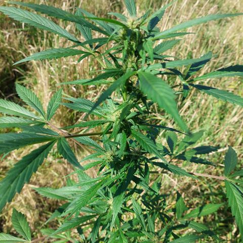 AutoBlackberry Kush growlog timeline photo