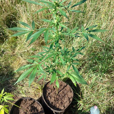 AutoBlackberry Kush growlog timeline photo