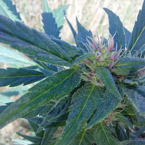AutoBlackberry Kush growlog timeline photo