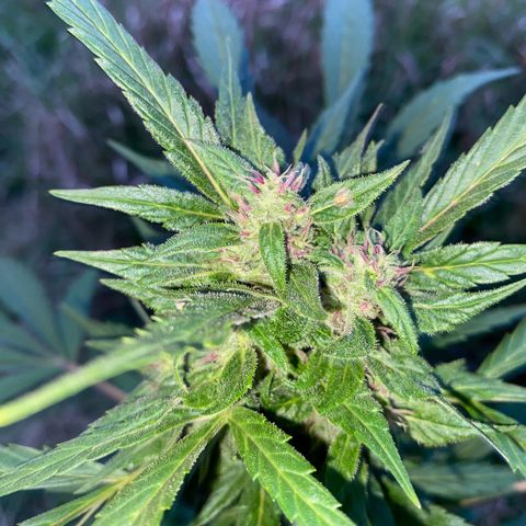 AutoBlackberry Kush growlog timeline photo