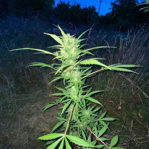 AutoBlackberry Kush growlog timeline photo