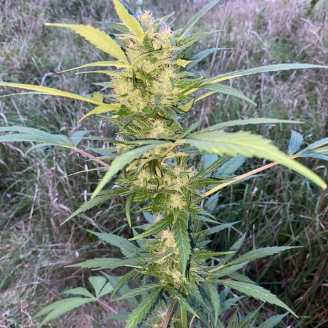 AutoBlackberry Kush growlog timeline photo