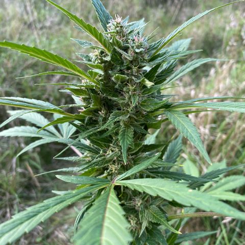 AutoBlackberry Kush growlog timeline photo