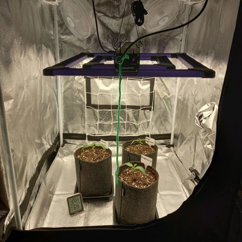 Dance World  growlog photo: 4 Liter Töpfe 