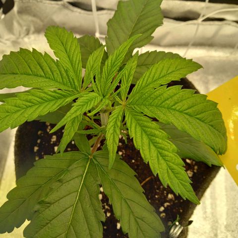 Royal Highness growlog timeline photo