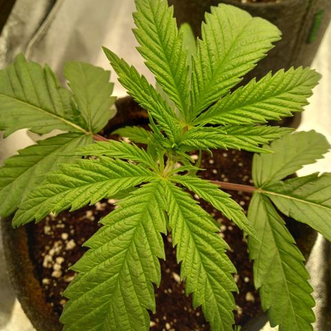 Dance World  growlog timeline photo