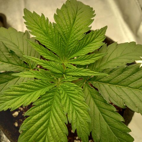 Euphoria  growlog timeline photo