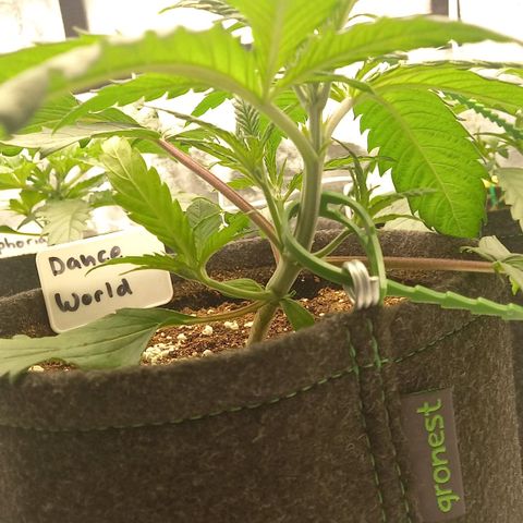 Dance World  growlog timeline photo
