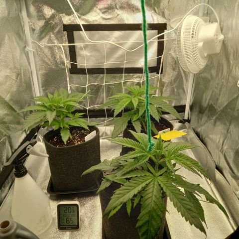 Dance World  growlog timeline photo