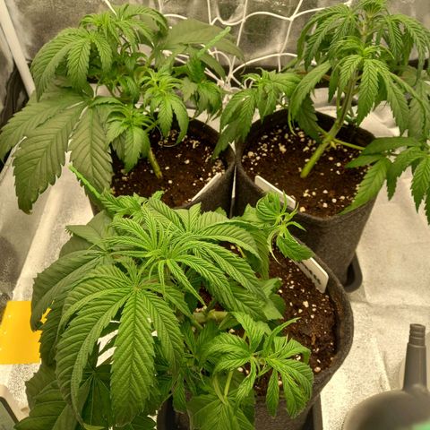 Dance World  growlog photo: Nach einem Monat 