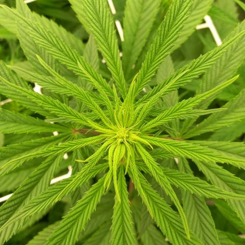 Royal Highness growlog timeline photo