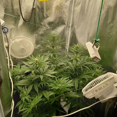 Dance World  growlog timeline photo