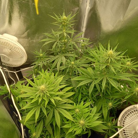Dance World  growlog photo: Vor dem Lolli popping 