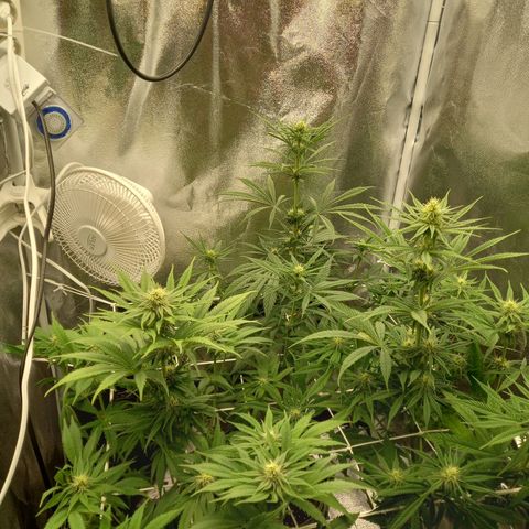 Dance World  growlog photo: Nach dem Lolli popping 
