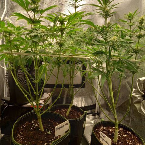 Dance World  growlog photo: Nach dem Lolli popping 