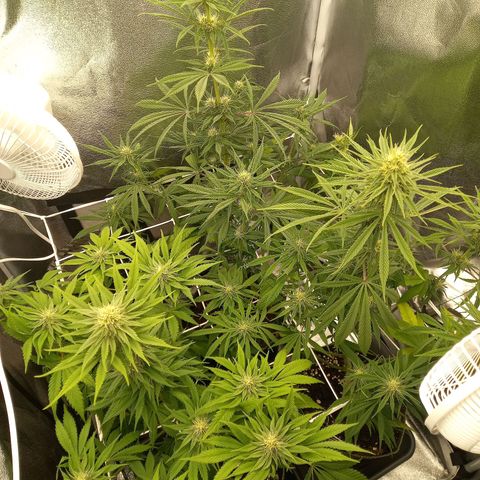 Dance World  growlog timeline photo